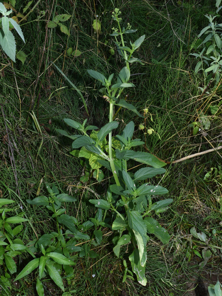 Изображение особи Scrophularia umbrosa.