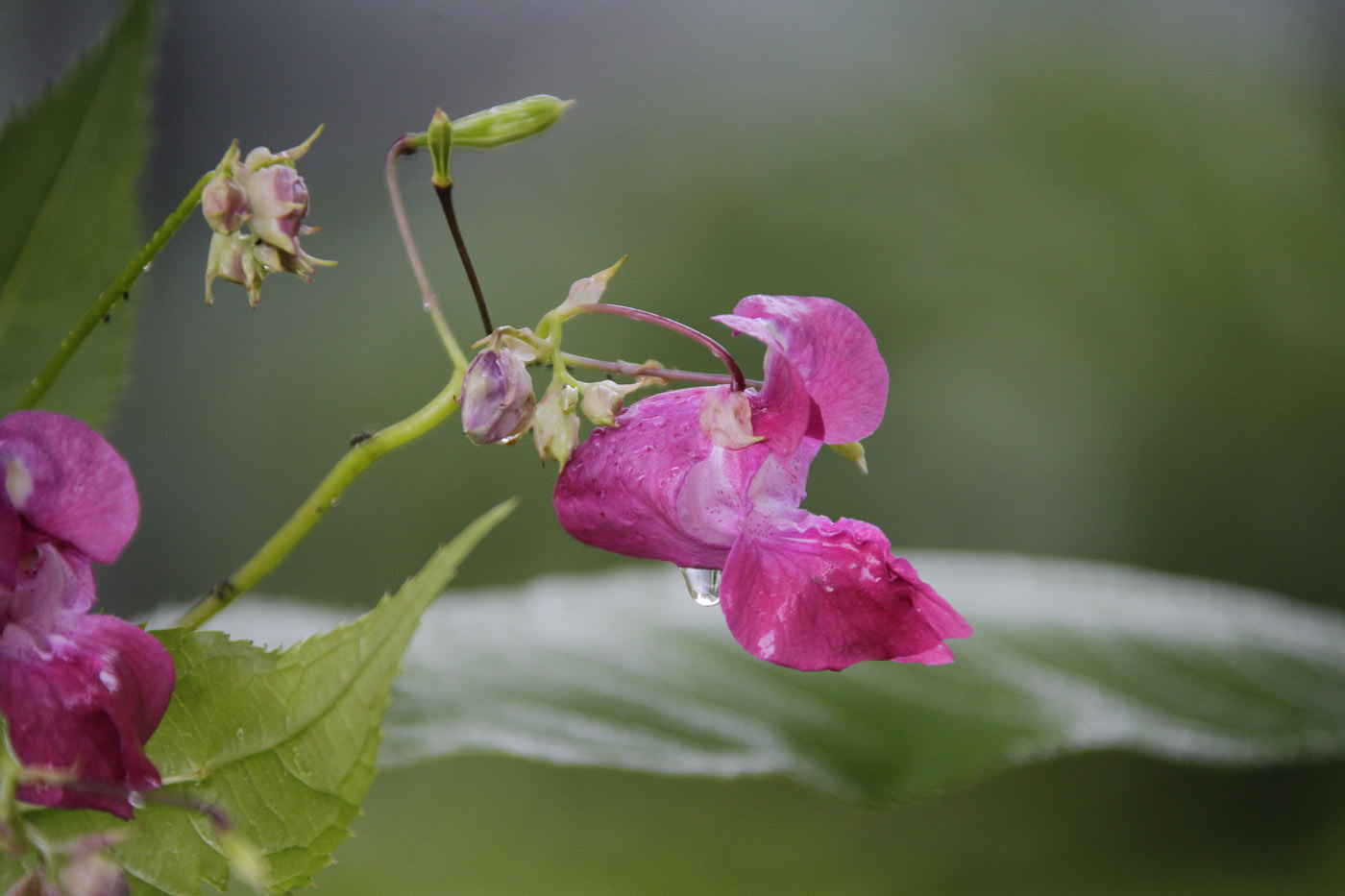 Image of Impatiens glandulifera specimen.