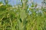 Platycodon grandiflorus