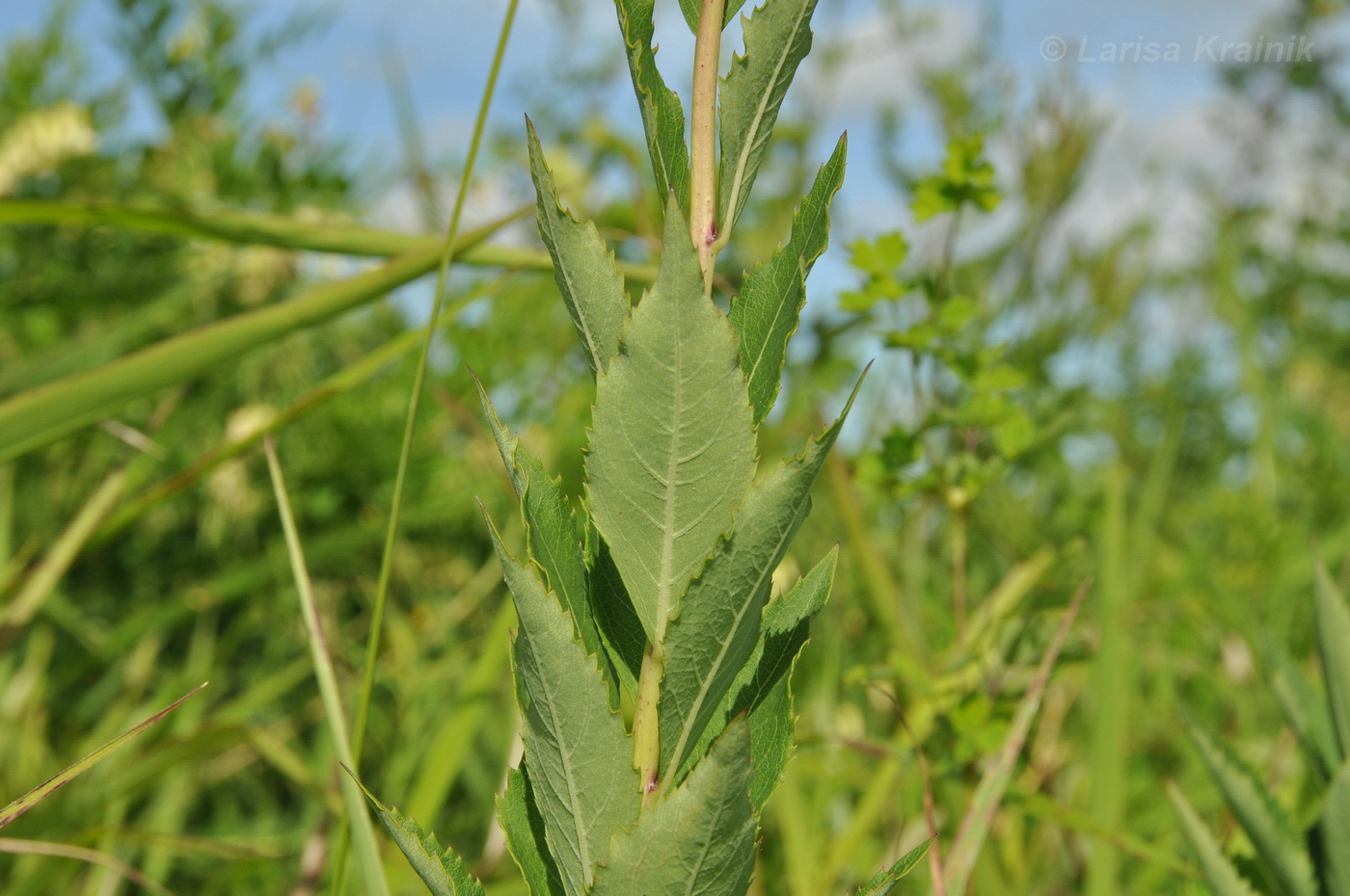 Image of Platycodon grandiflorus specimen.