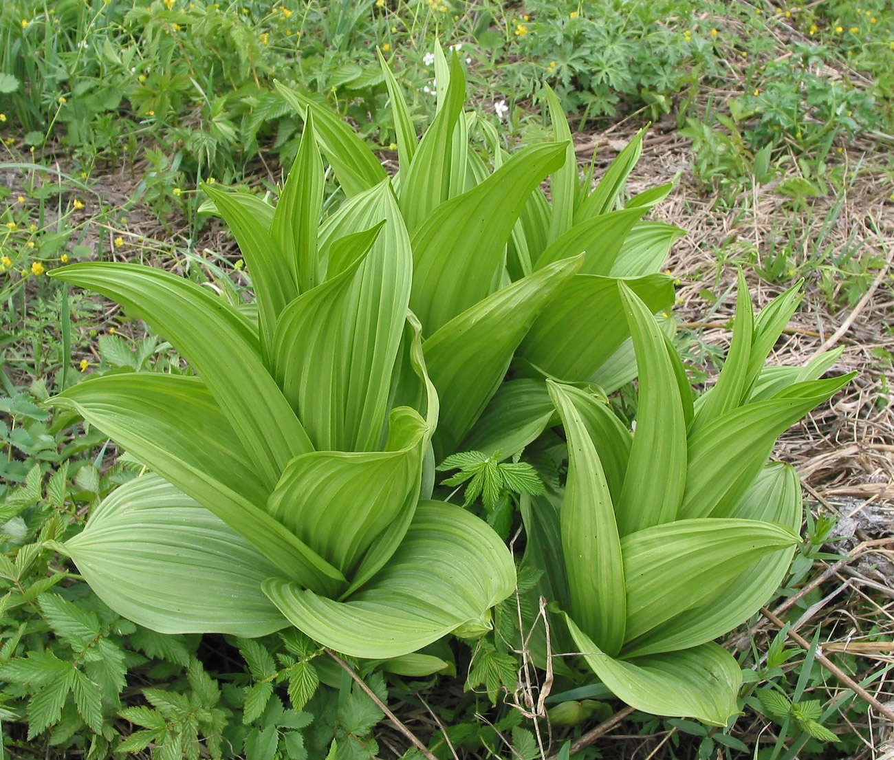 Изображение особи Veratrum lobelianum.