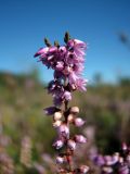 Calluna vulgaris