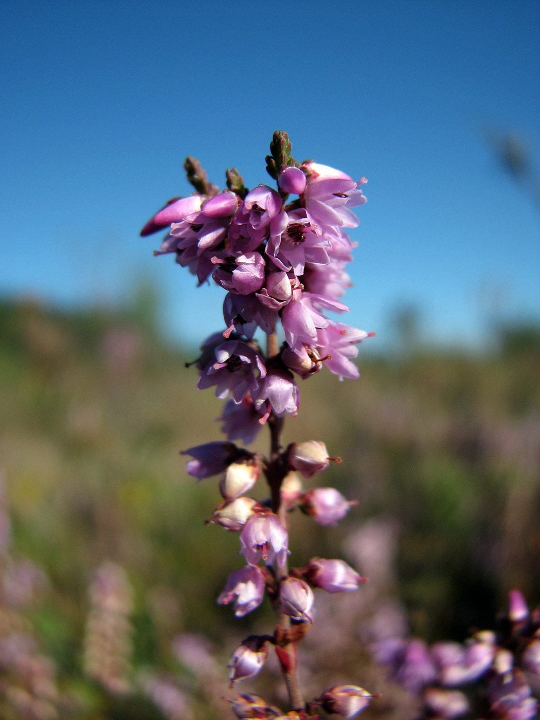 Изображение особи Calluna vulgaris.