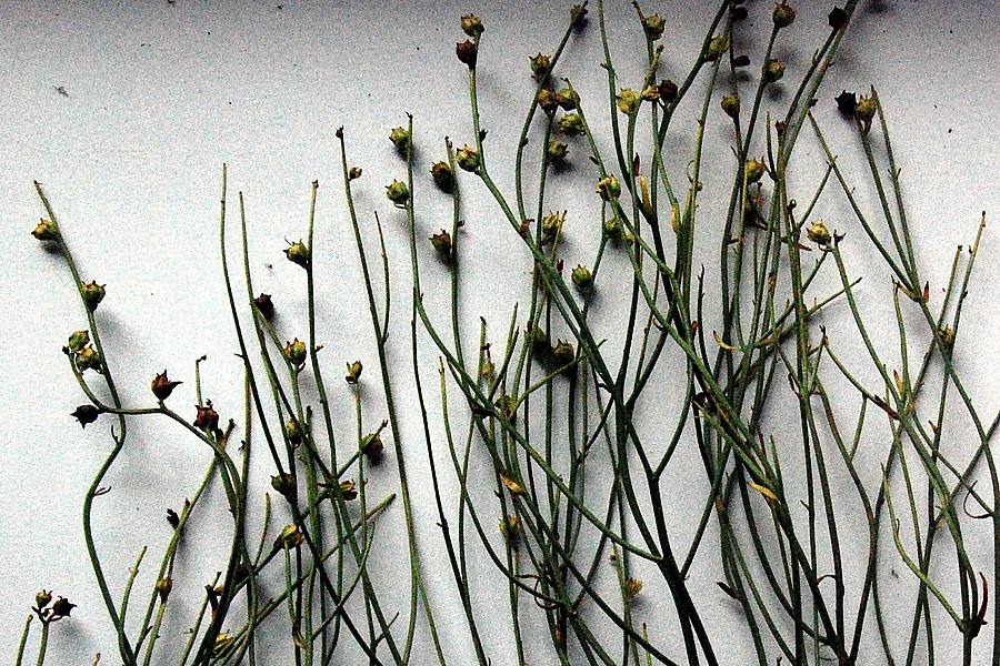 Image of Dodartia orientalis specimen.