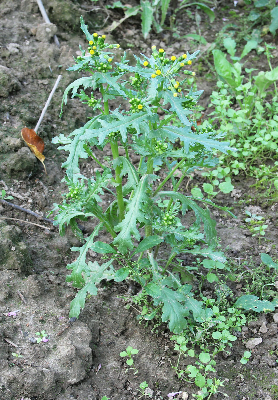 Изображение особи Senecio vulgaris.