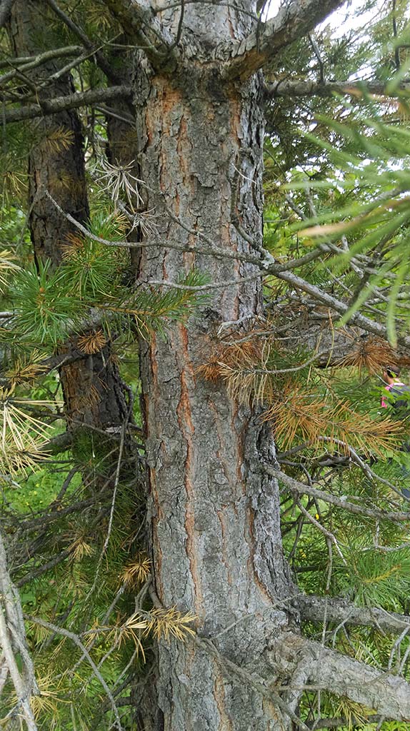 Изображение особи Pinus sylvestris.