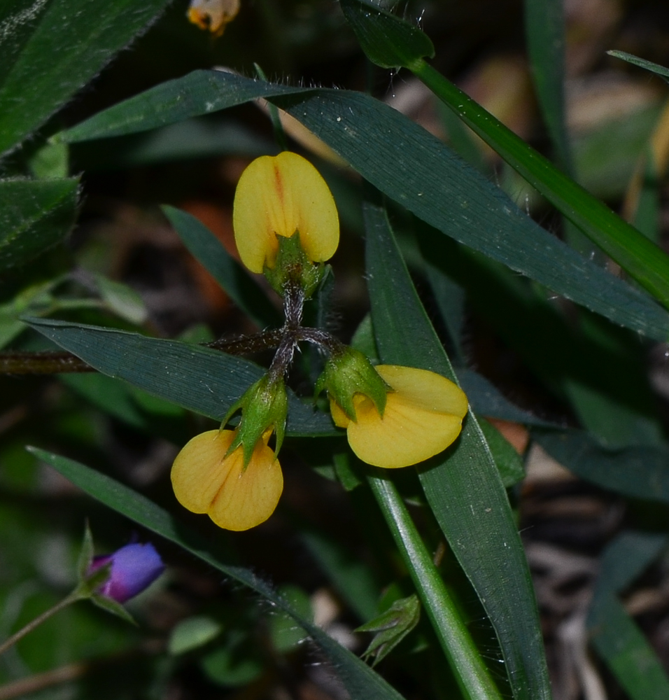 Image of Coronilla scorpioides specimen.