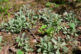 Antennaria dioica