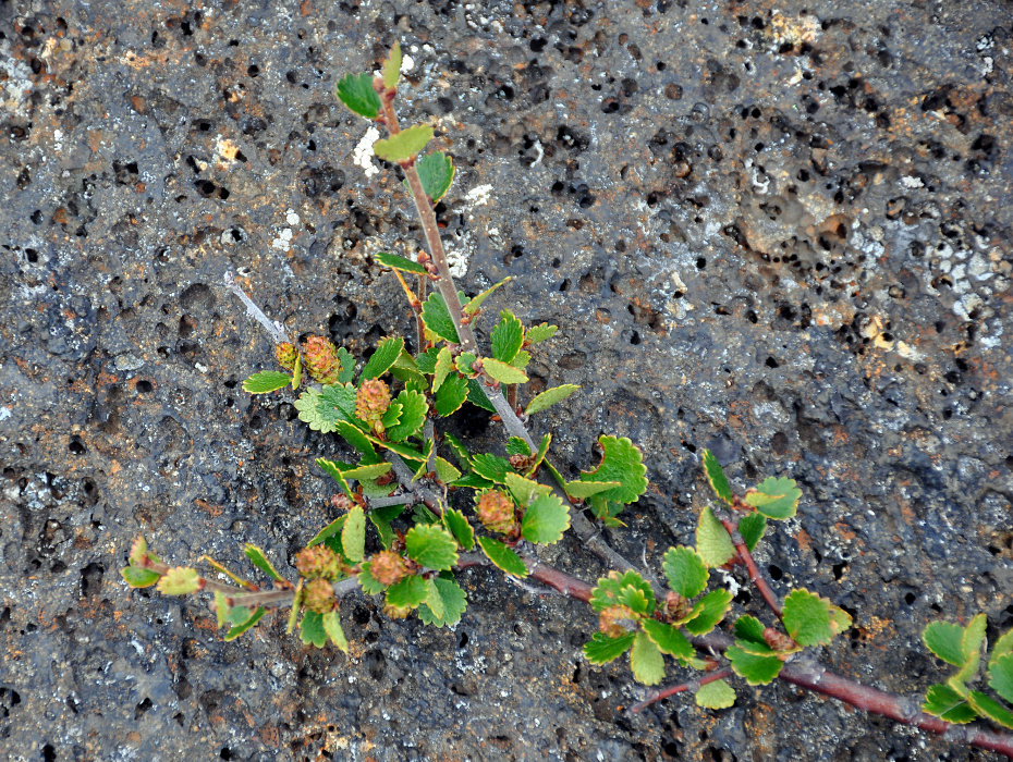Image of Betula nana specimen.
