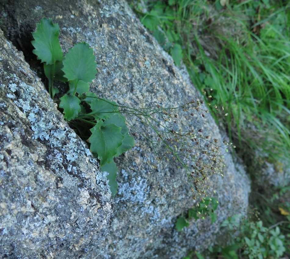 Image of Micranthes oblongifolia specimen.