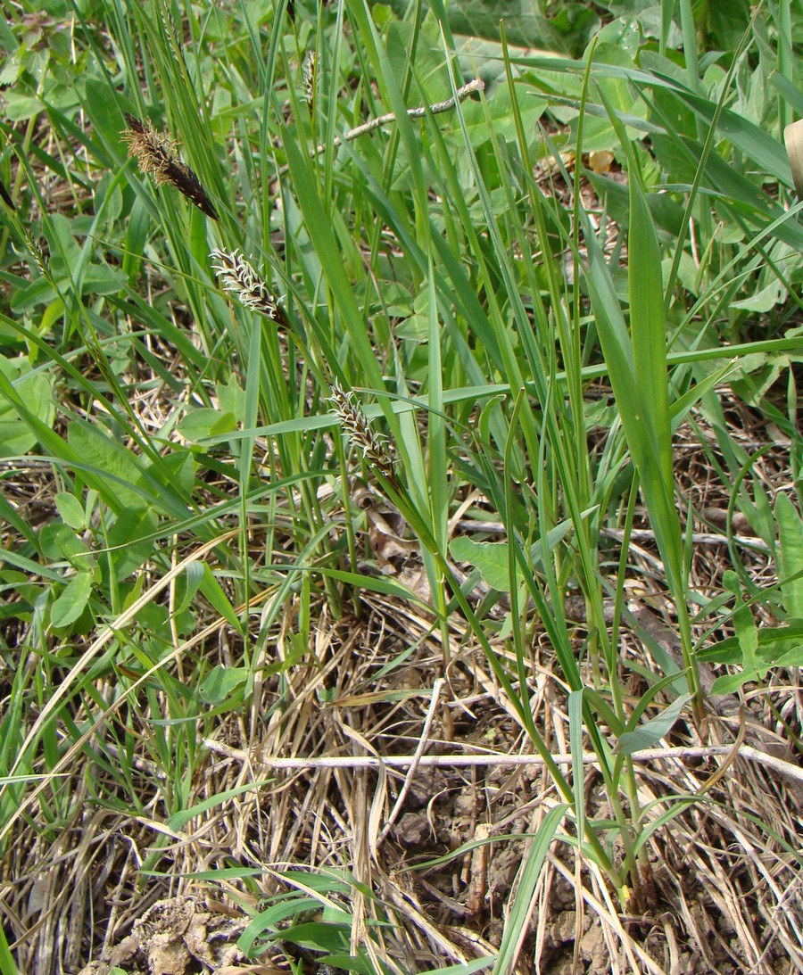 Image of Carex melanostachya specimen.