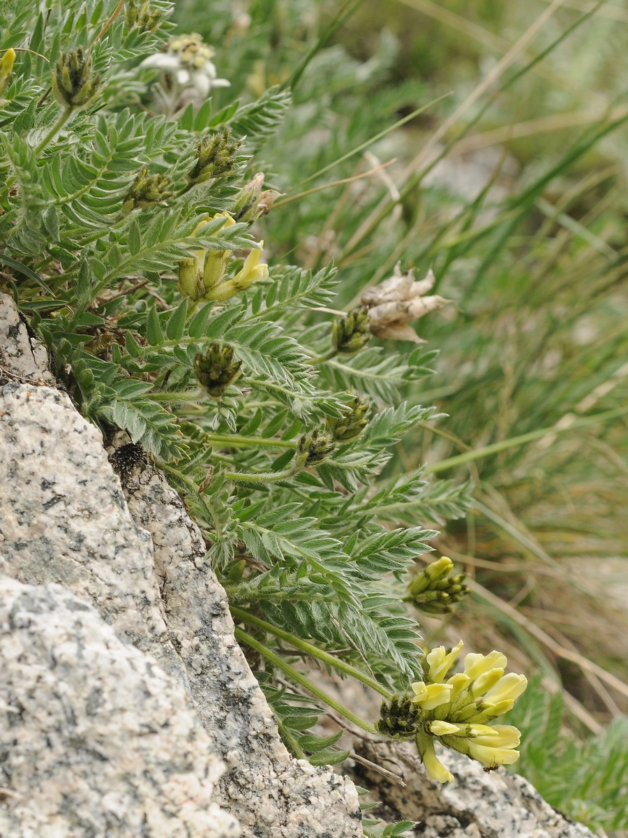 Image of Oxytropis recognita specimen.