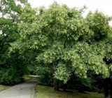 Dalbergia hupeana. Плодоносящее дерево. Краснодарский край, Сочи, Дендрарий. 23.09.2016.