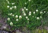Trifolium canescens. Цветущие растения. Северная Осетия, Ирафский р-н, долина р. Танадон, ≈ 2200 м н.у.м., субальпийский луг. 06.07.2016.