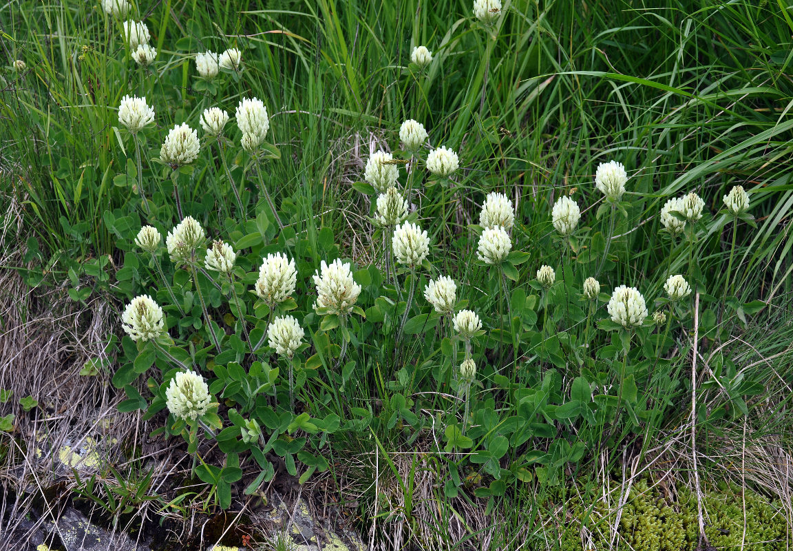 Изображение особи Trifolium canescens.