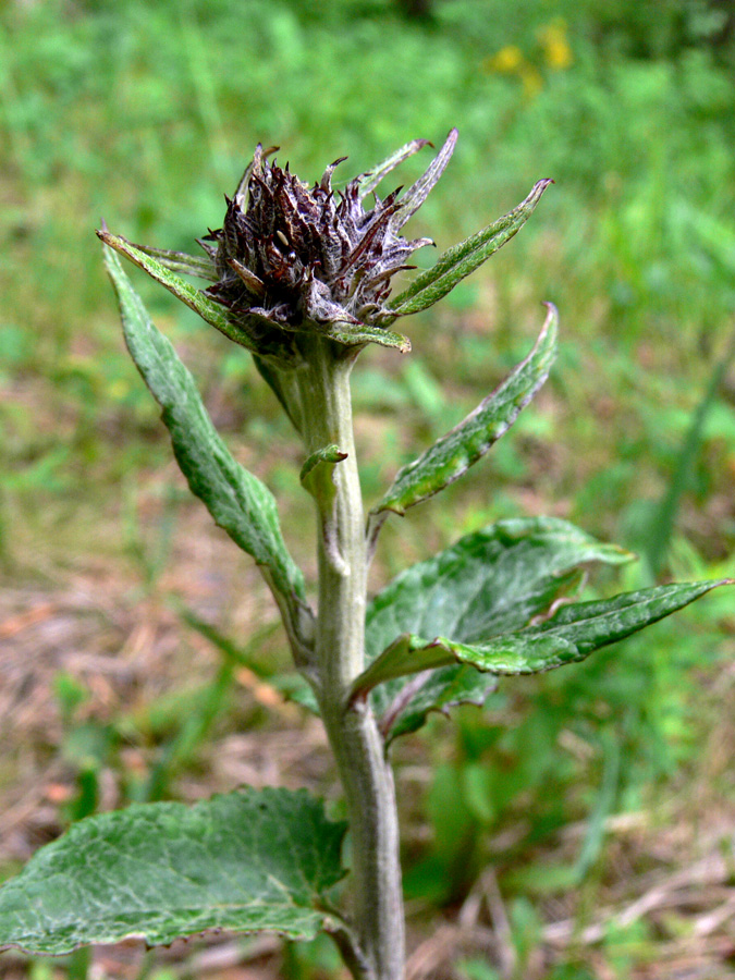 Image of Saussurea controversa specimen.