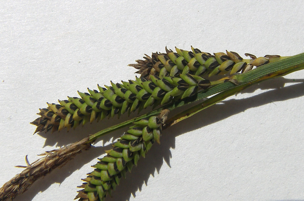 Image of Carex kotschyana specimen.