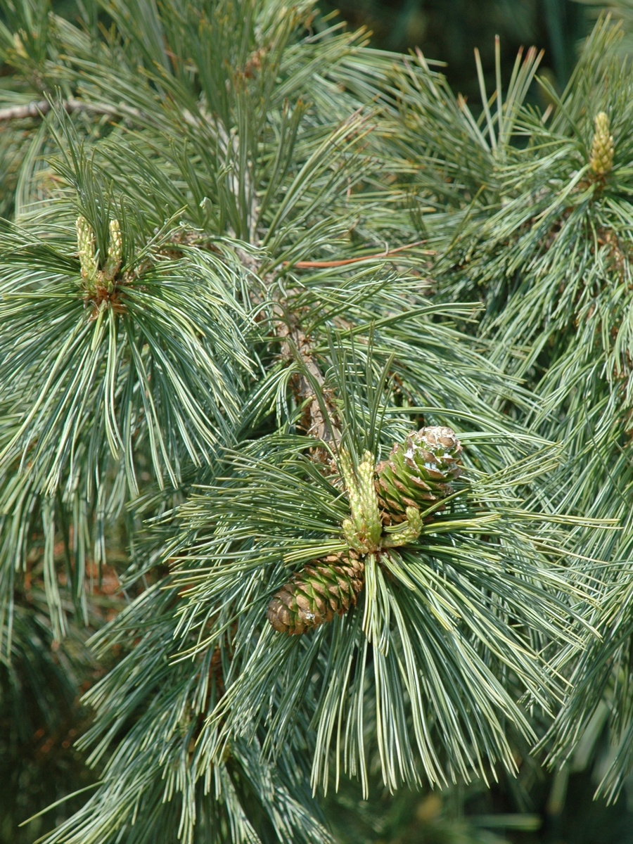 Изображение особи Pinus cembra.