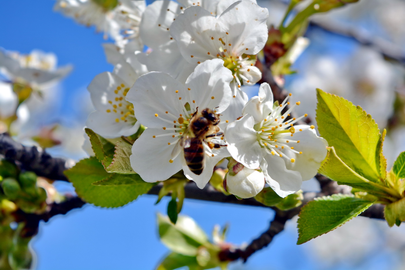 Image of genus Prunus specimen.