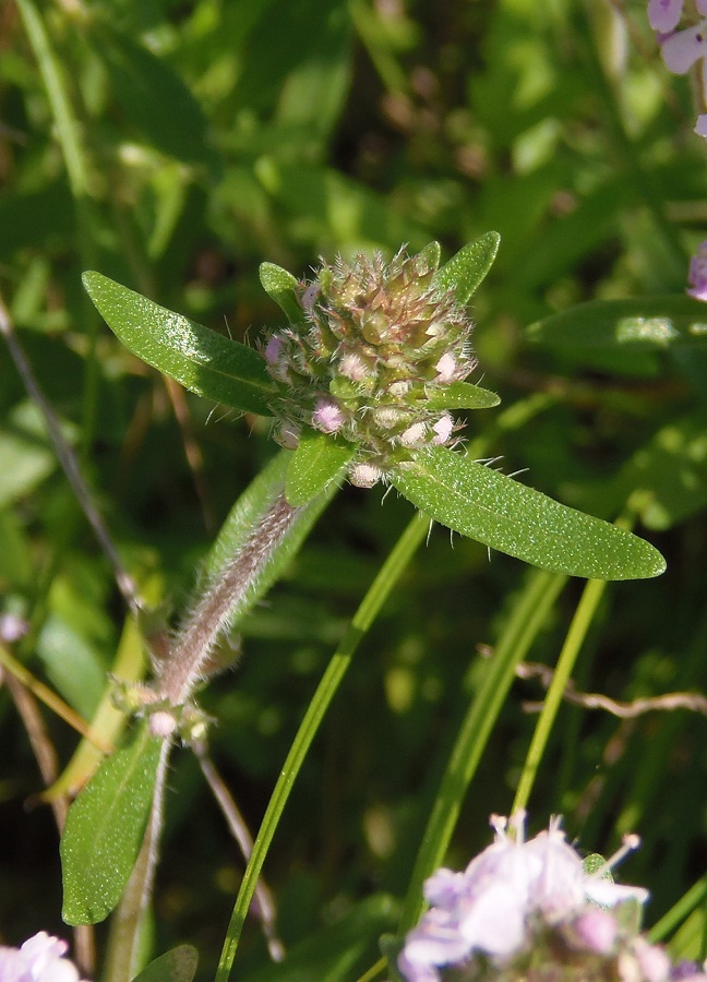 Image of Thymus × tschernjajevii specimen.