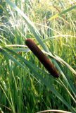 Typha latifolia