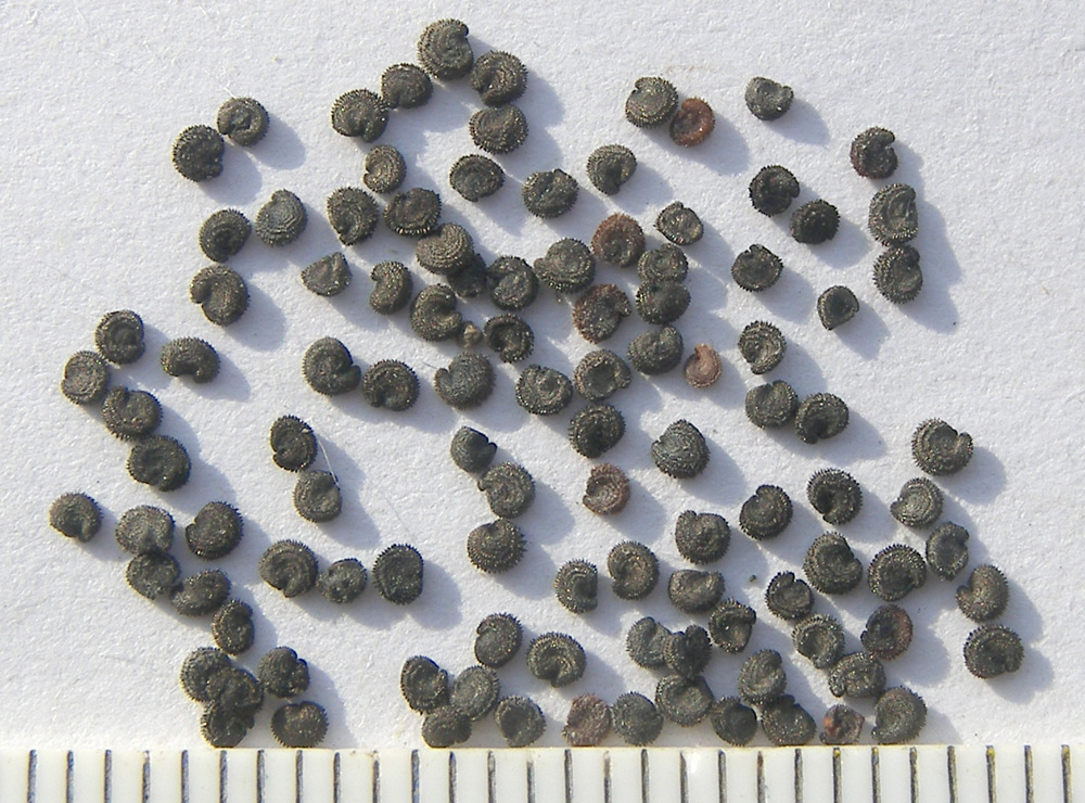 Image of Gypsophila tenuifolia specimen.