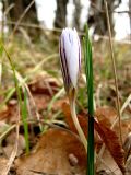 Crocus reticulatus