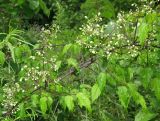 Clematis brevicaudata