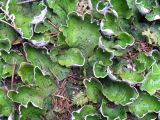 Peltigera aphthosa