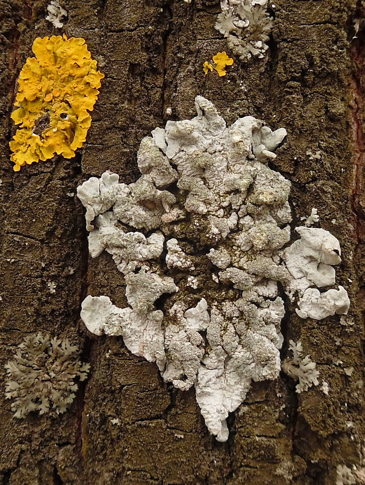 Image of Parmelia sulcata specimen.