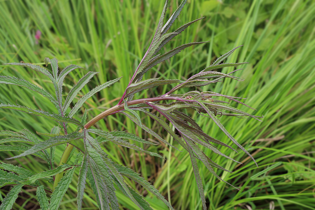 Image of Senecio cannabifolius specimen.