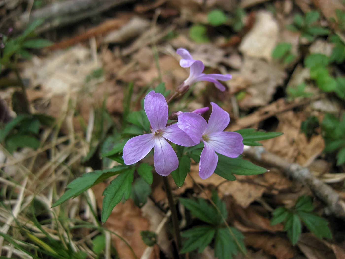 Image of Cardamine quinquefolia specimen.