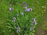 Iris setosa