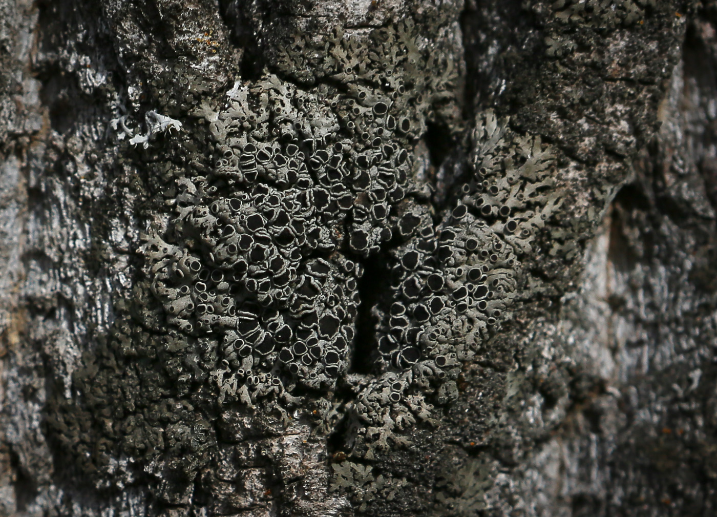 Image of familia Physciaceae specimen.