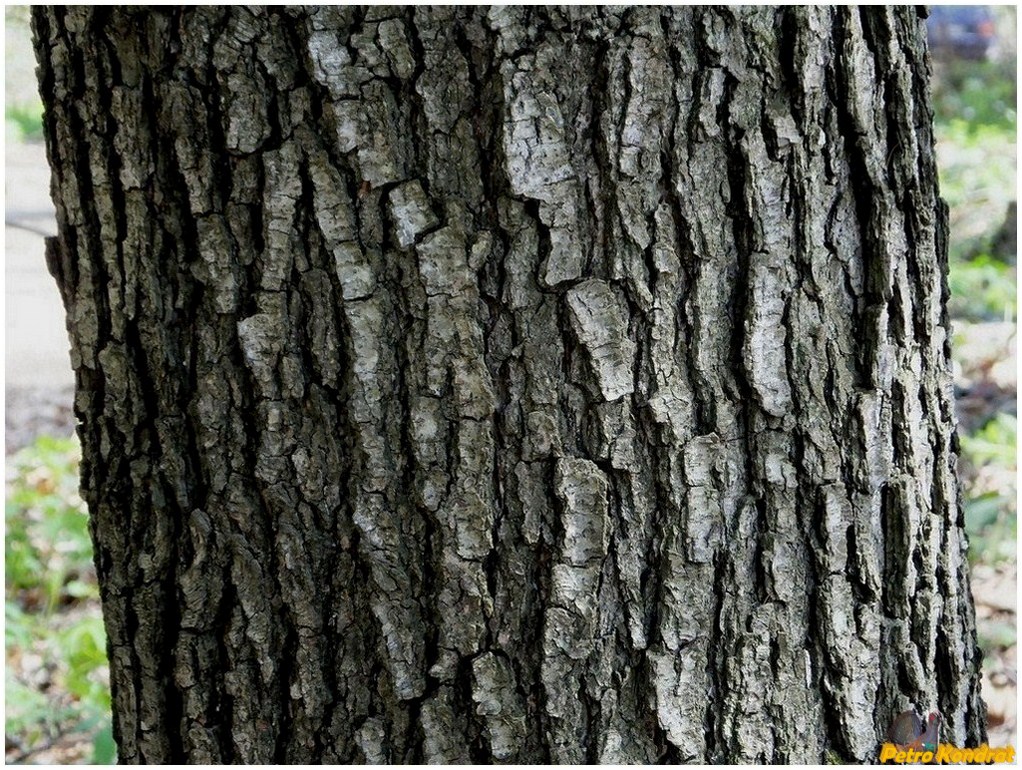 Image of Alnus glutinosa specimen.