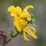 Genista scythica. Верхушка побега с цветками. Ростовская обл., Неклиновский р-н, Фёдоровское с/п, дол. р. Мокрый Еланчик, на каменистом склоне. 13.05.2017.