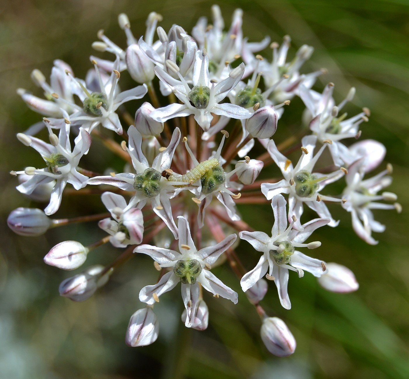 Image of Allium tulipifolium specimen.