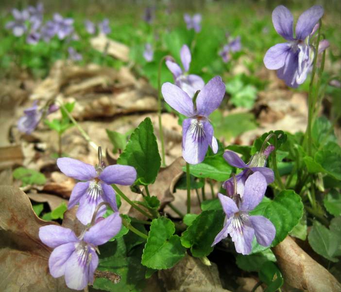 Image of genus Viola specimen.