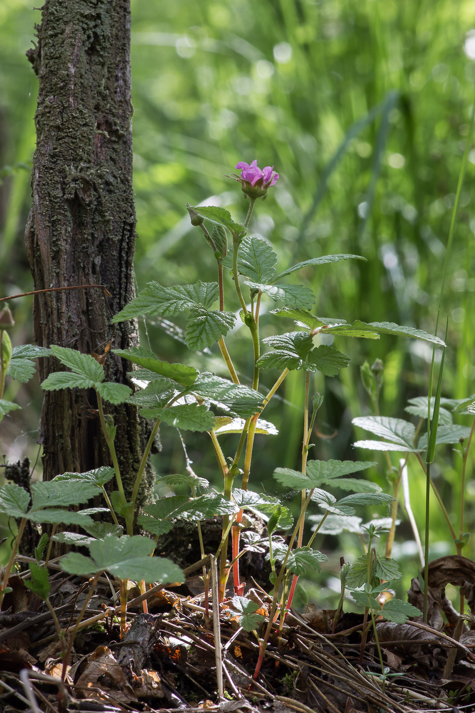 Image of Rubus arcticus specimen.