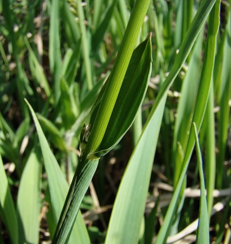 Image of Hierochloe repens specimen.