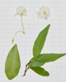 Image of taxon representative. Author is Татьяна Мальчинская