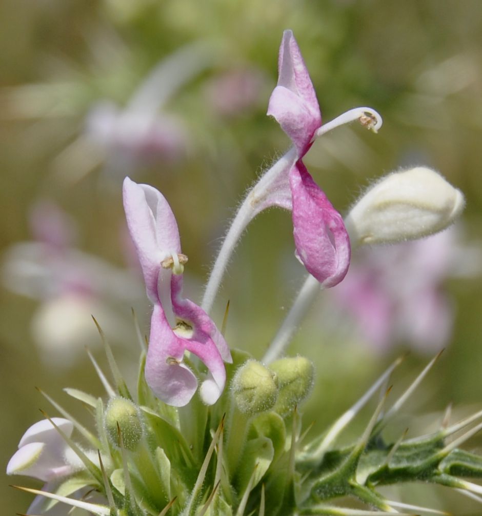 Image of Morina persica specimen.