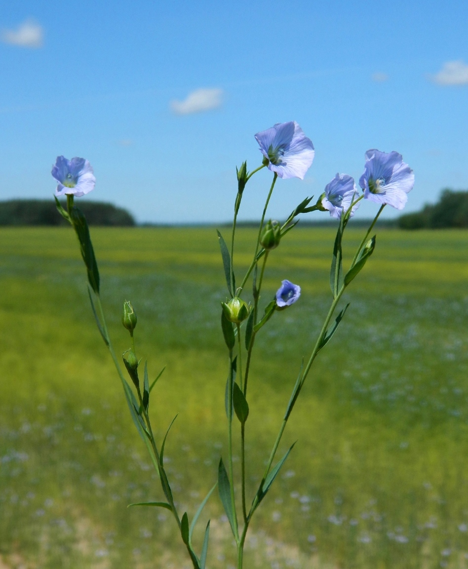 Изображение особи Linum usitatissimum.