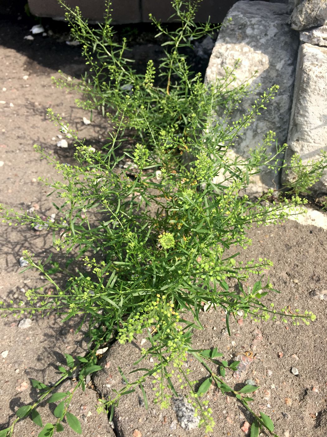 Изображение особи Lepidium ruderale.