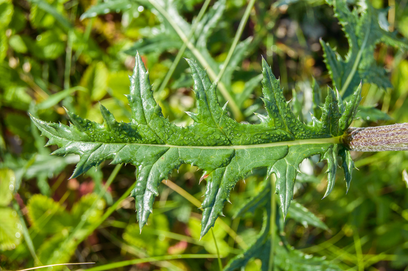 Изображение особи Echinops tataricus.