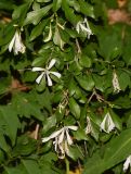 Turraea obtusifolia
