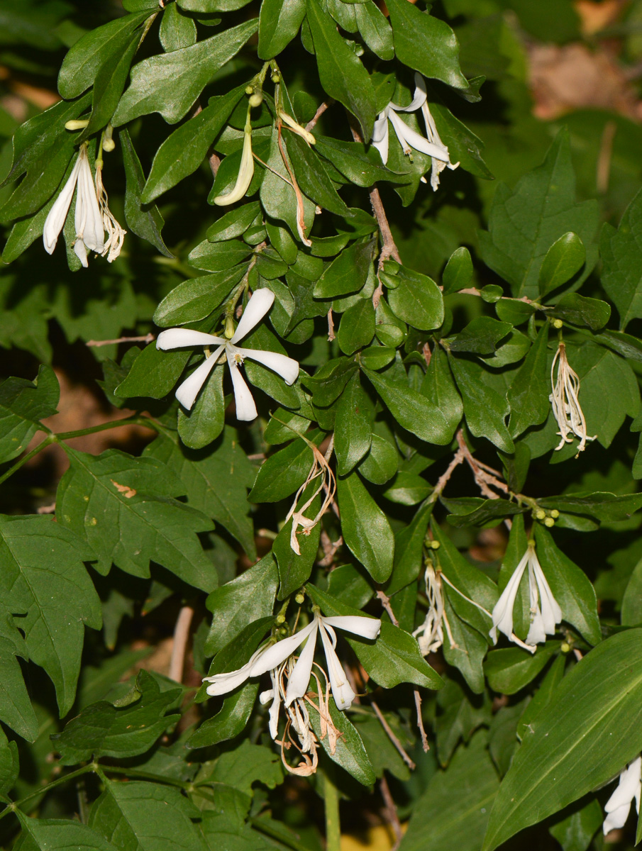 Image of Turraea obtusifolia specimen.