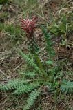 Pedicularis alberti