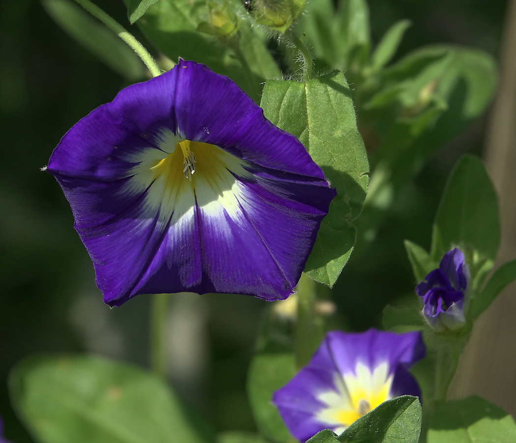 Изображение особи Convolvulus tricolor.