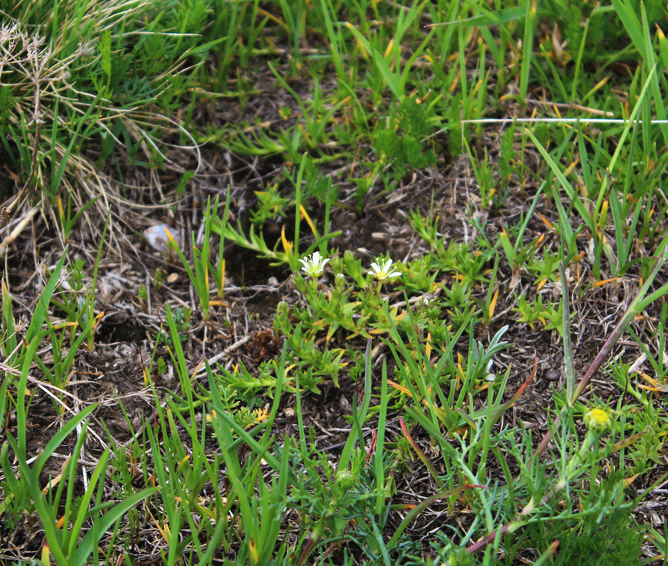 Image of Minuartia aizoides specimen.